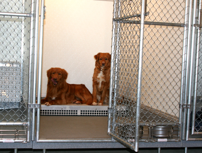 Sting,Snap Kennel