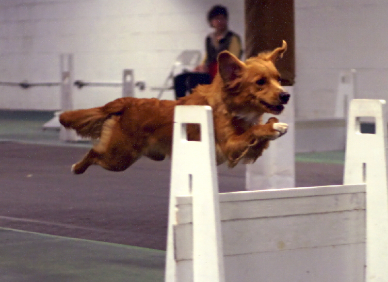 curryflyball
