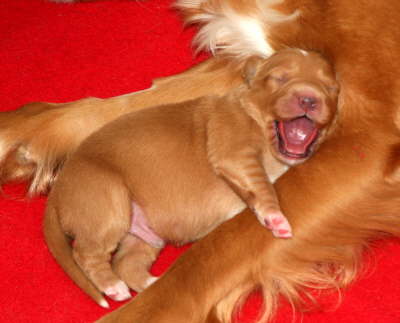 yawn3