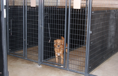 stingkennel