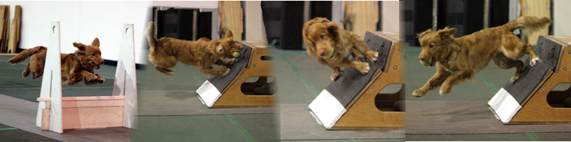 Iceflyball