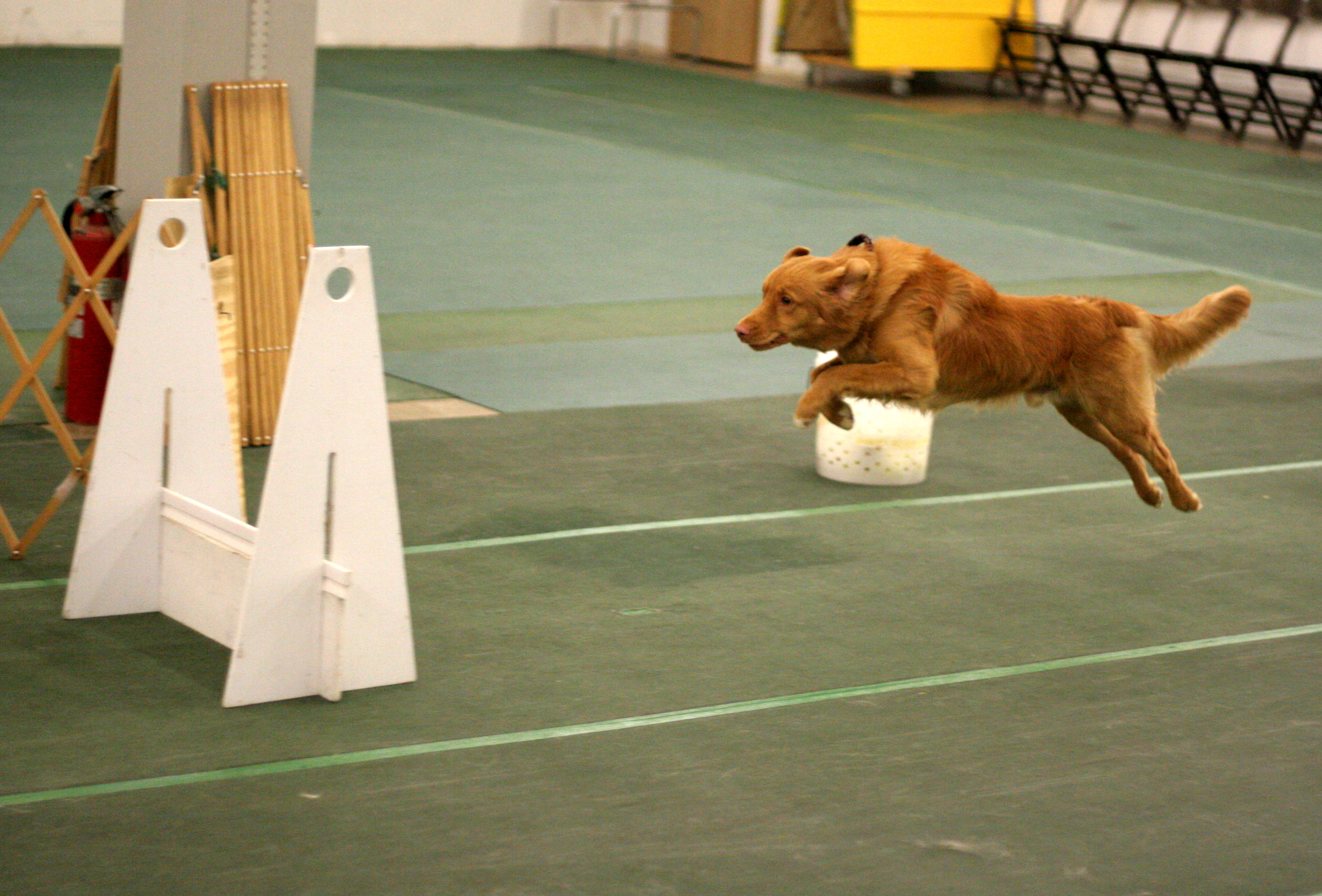 Jackflyball