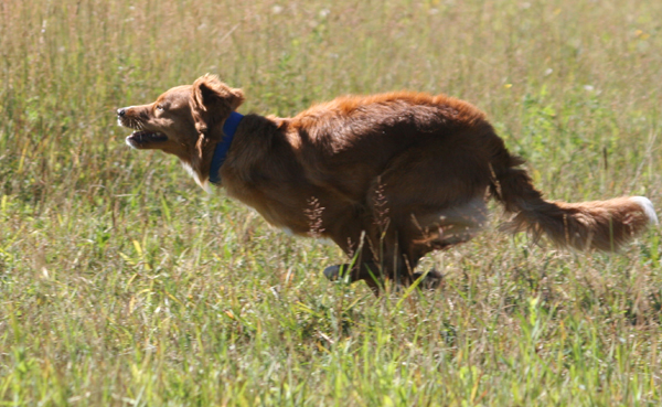 Snap going for a bird