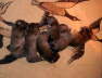 about 4 days old