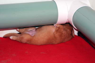 csleeping under the rail