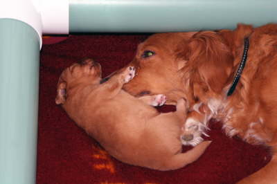 csleeping with mom