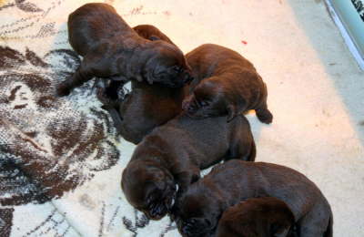 l10 days old