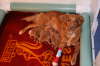 one day old 2