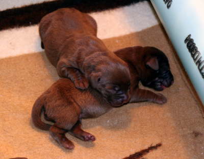 sleeping pals