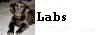 Labs