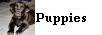 Puppies